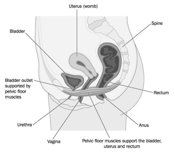 Pelvic Organ Prolapse Alana Healthcare